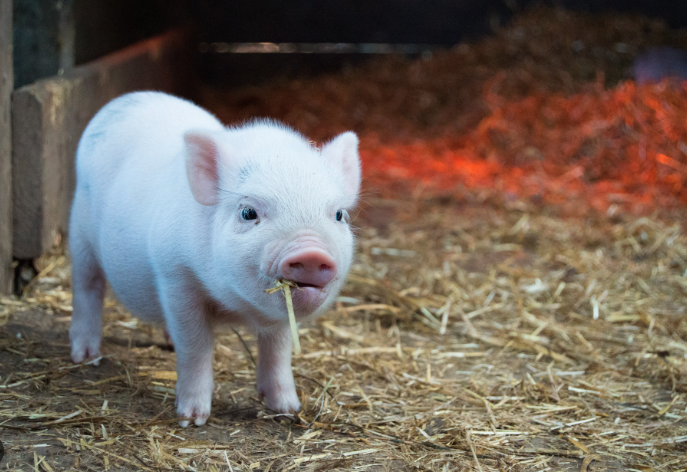 Heo (Lợn) – Con Vật Dễ Nuôi và Có Giá Trị Kinh Tế Cao: Sự May Mắn, Sung Túc và Bình An Kubet