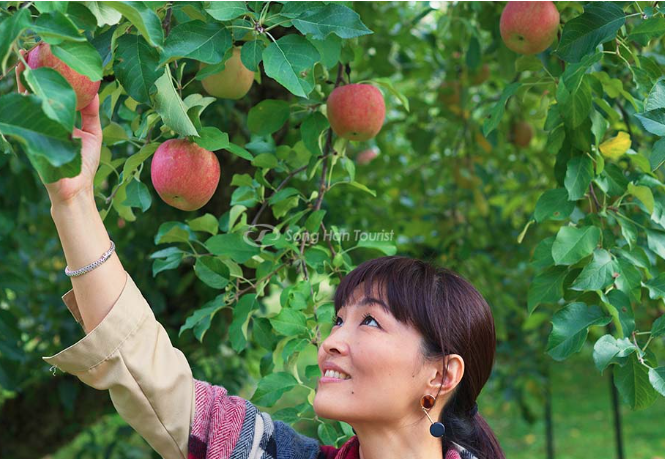 Giấc Mơ Thấy Hái Trái Cây: Giải Mã Ý Nghĩa Và Những Con Số May Mắn Ku bet