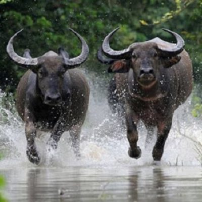 Giấc Mơ Trâu: Dấu Hiệu và Số May Mắn | Thông Tin và Dự Đoán