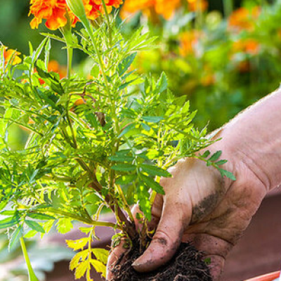 Nếu Bạn Nằm Mơ Thấy Trồng Cây: Những Điềm Báo Từ Tiềm Thức Ku bet