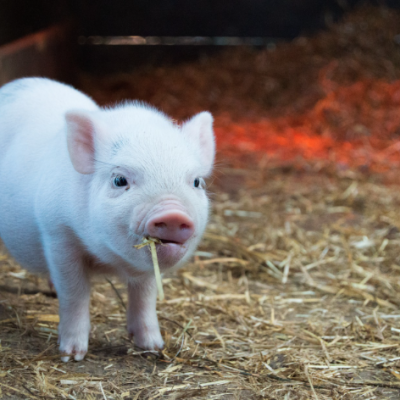 Heo (Lợn) – Con Vật Dễ Nuôi và Có Giá Trị Kinh Tế Cao: Sự May Mắn, Sung Túc và Bình An Kubet